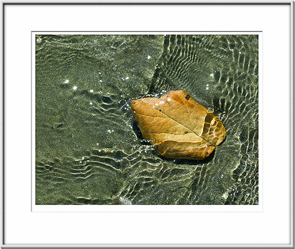 Image ID: 100-120-6 : Rippling Leaf 